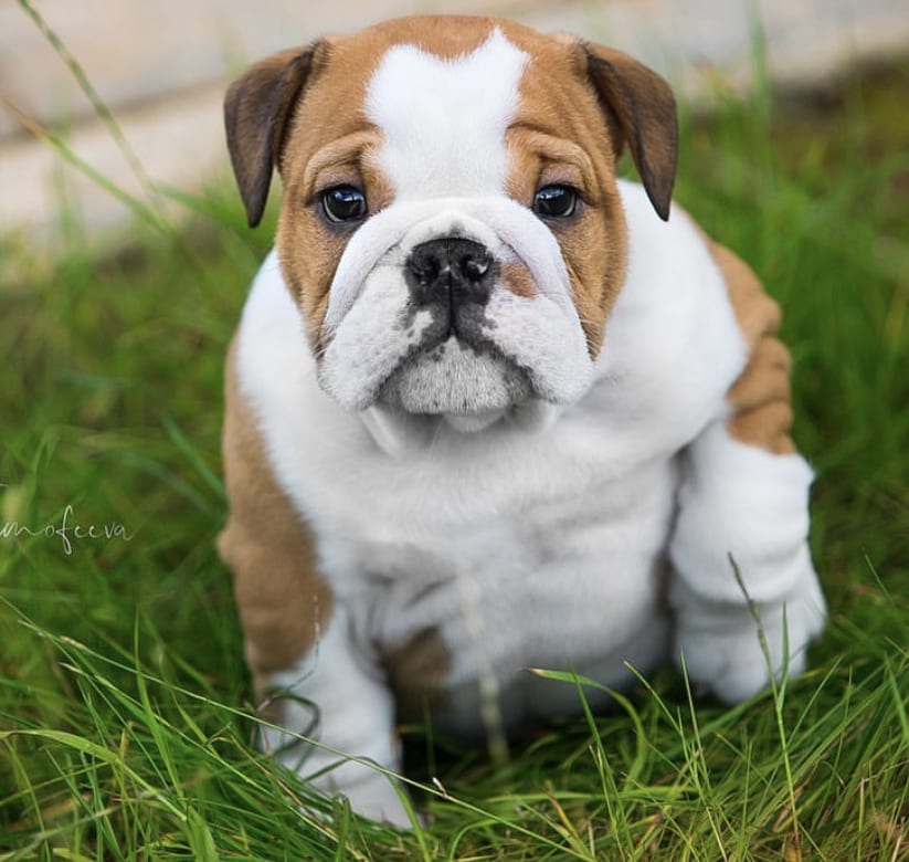 English Bulldog Puppy walking in the grass