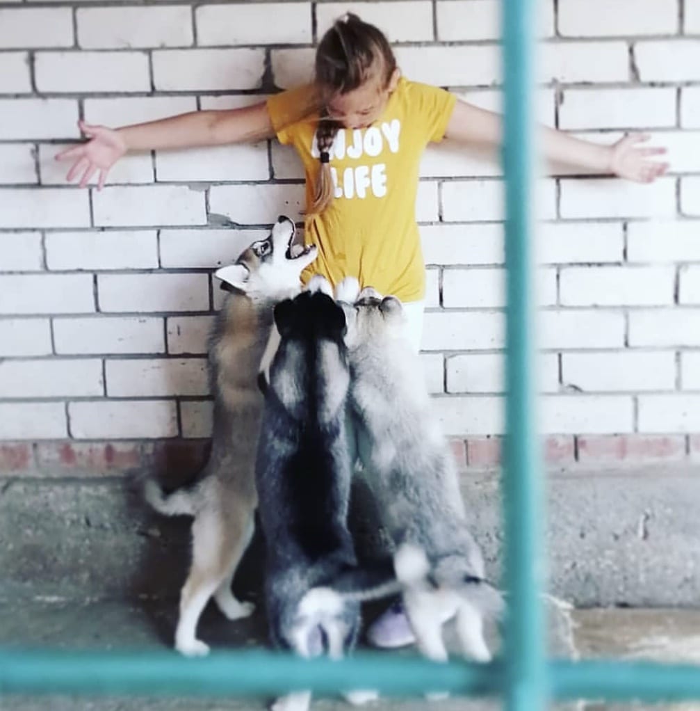 A young girl against the wall with three Husky puppies standing up reaching out to her