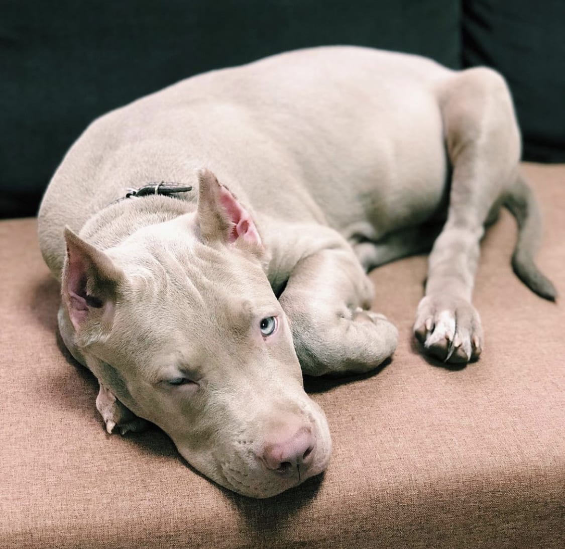 A sleepy Pit Bull puppy lying on the couch