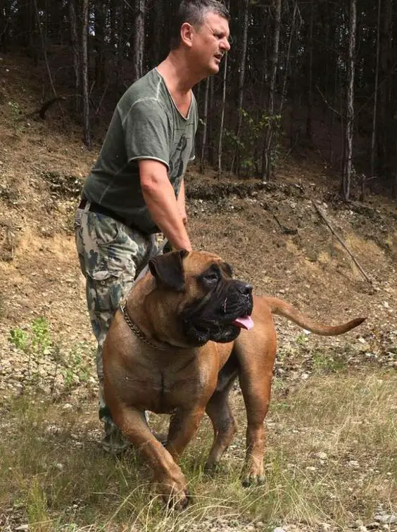 Mastiff taking a walk in the forest