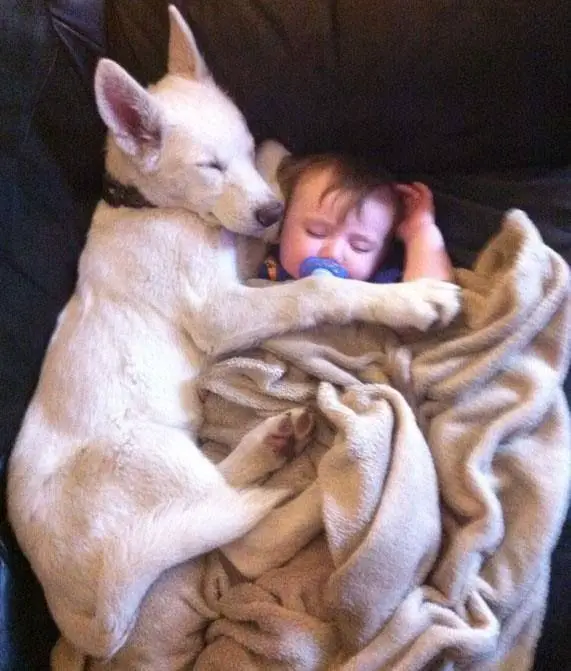 A white German Shepherd puppy sleeping on the bed beside a baby
