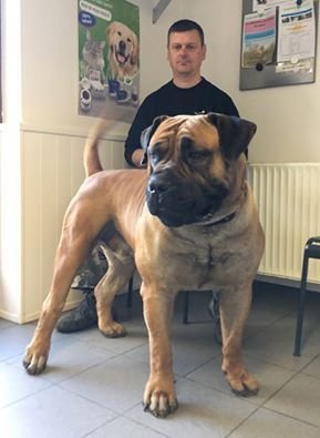 Mastiff adult