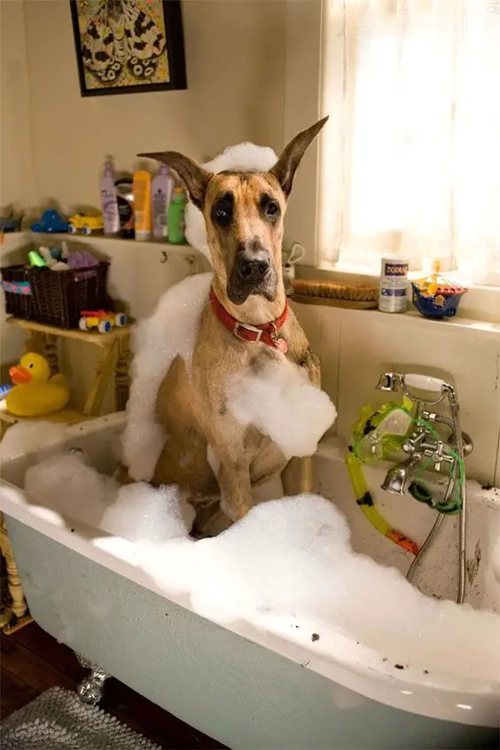  Great Dane sitting on its small bathtub filled with bubbles