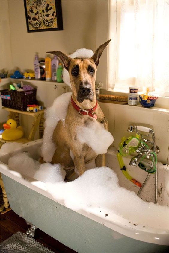  Great Dane sitting on its small bathtub filled with bubbles