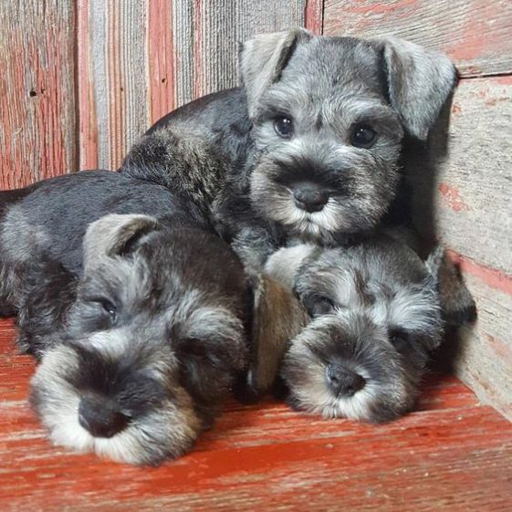 three Schnauzers sleeping