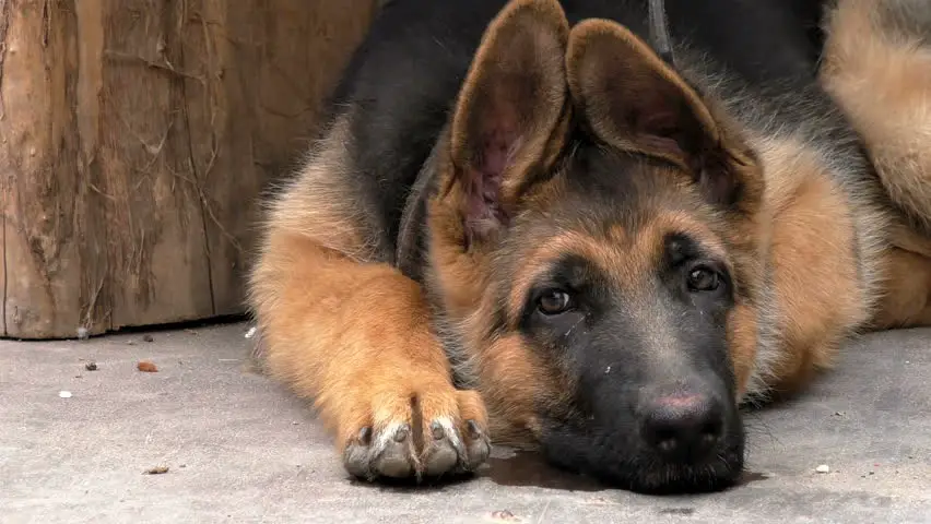 A German Shepherd dog lying on the floor with its sad face