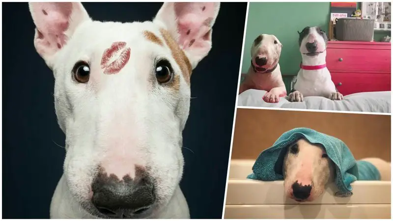 collage photo of cute Bull Terriers