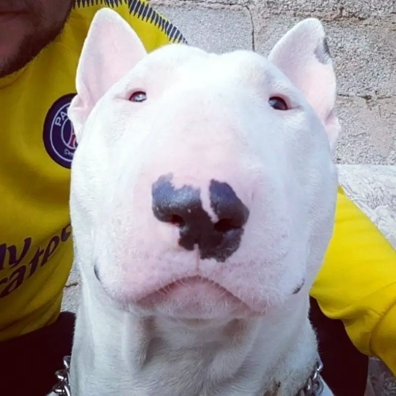 face of a white Bull Terrier