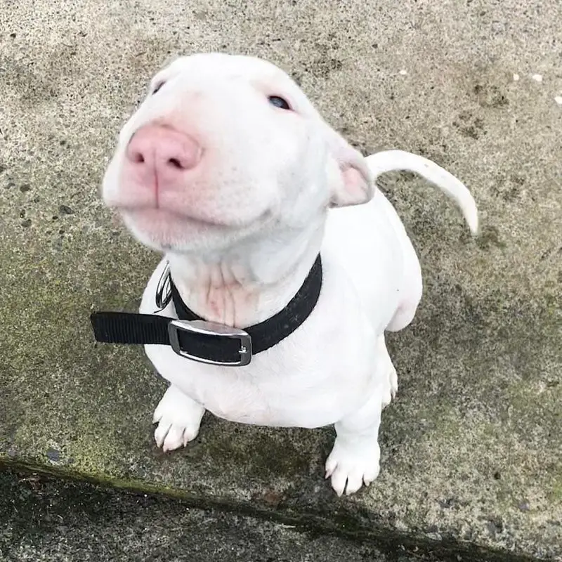 smiling Bull Terrier while sitting on the ground