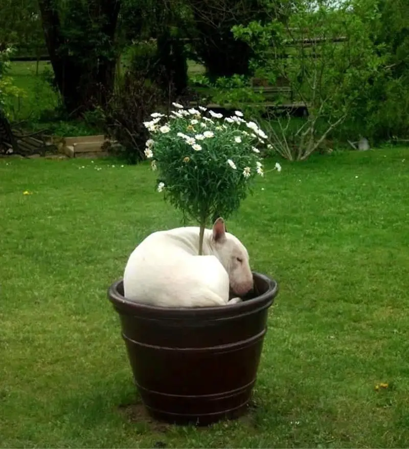 Bull Terrier curled up sleeping on a pot with a plant