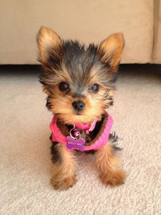 cute Yorkshire Terrier in sweater