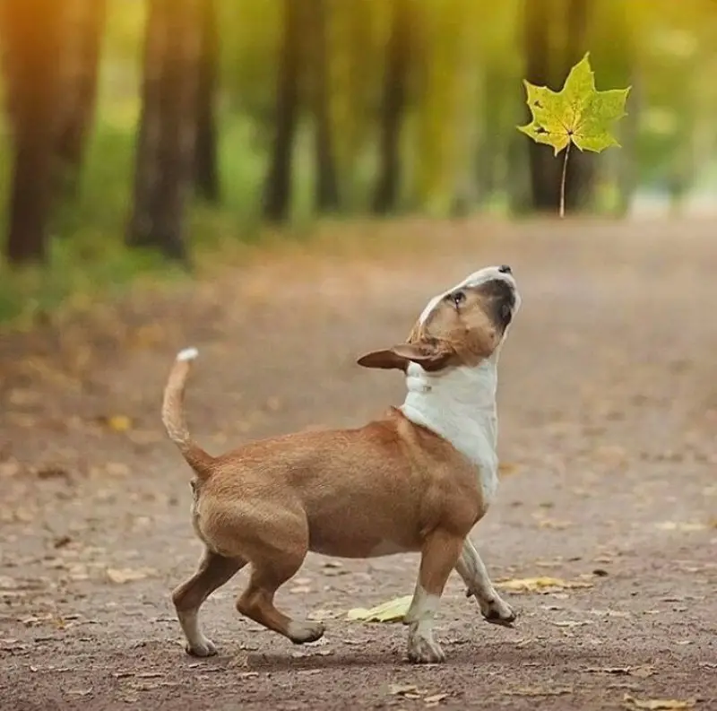 Bull Terrier in the forest looking up at a falling leaf