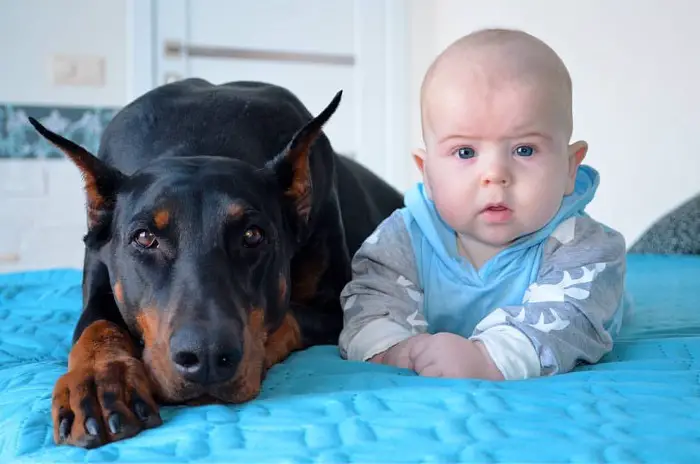 A Doberman Pinscher lying down on the bed next to a baby