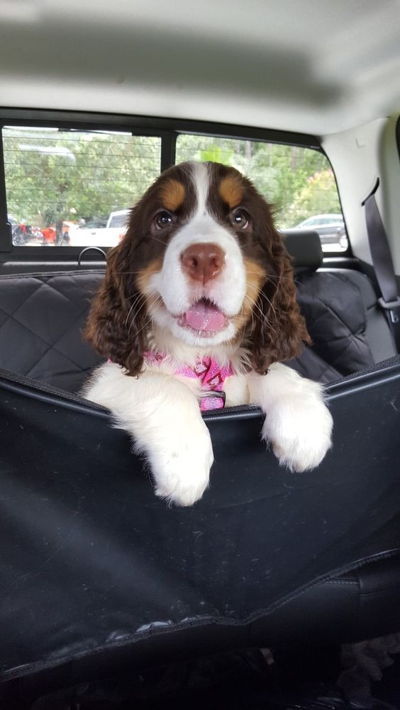 Springer Spaniel sitting on the back seat