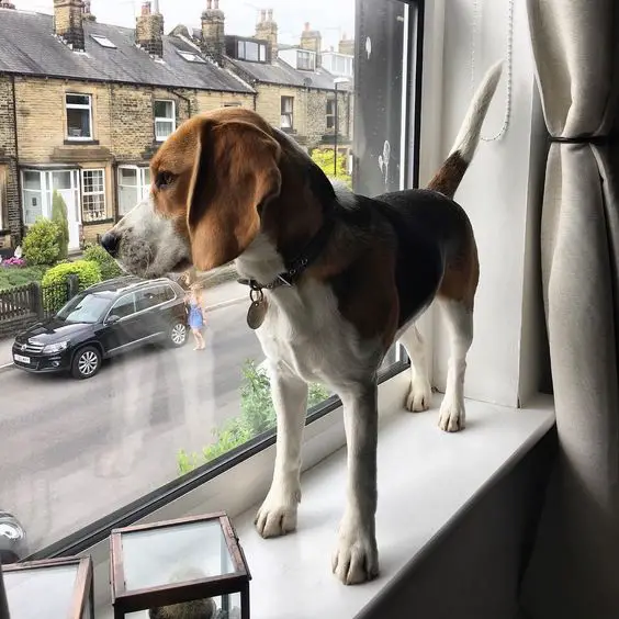 Beagle standing by the windowsill