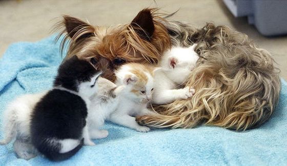 cute Yorkshire Terrier with kittens