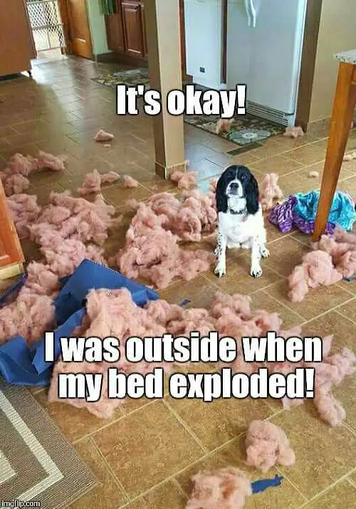 Springer Spaniel sitting on the floor with pillow fillers scattered around