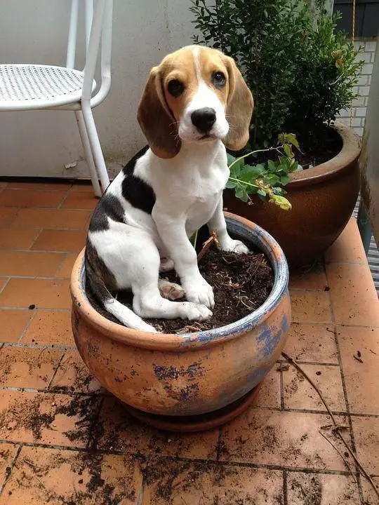 Beagle sitting on top of the pot