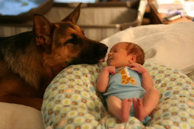 A German Shepherd dog lying on the bed while facing the sleeping baby