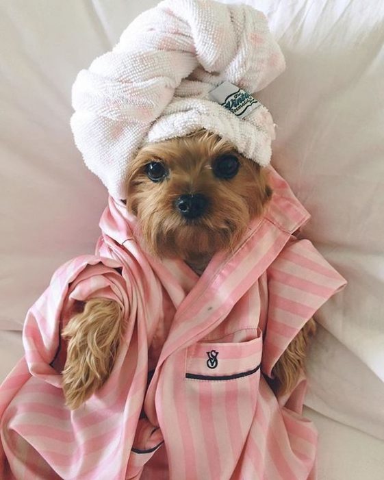Yorkshire Terrier in a spa