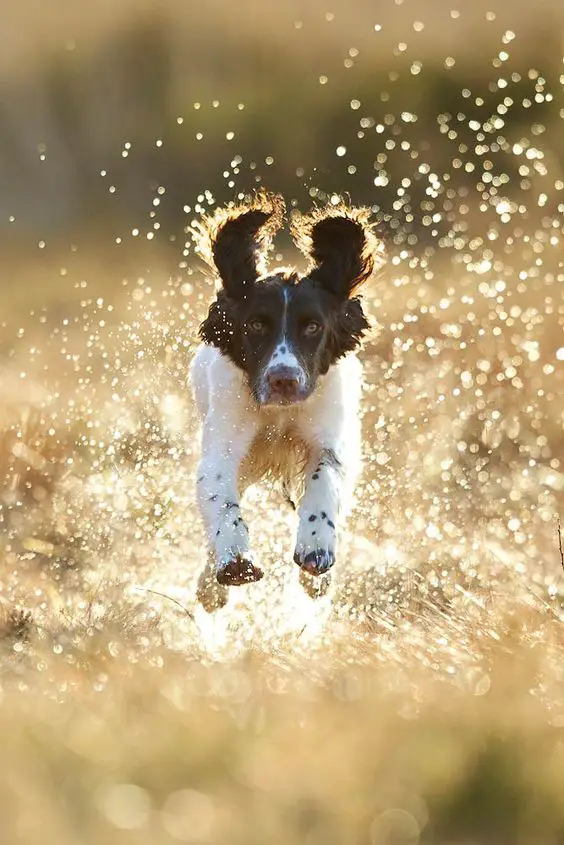 Springer Spaniel running outdoors with water splashing