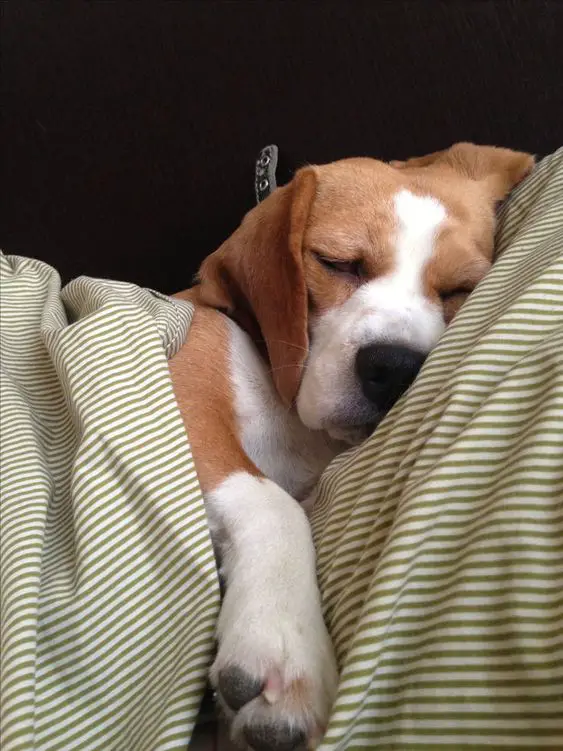 Beagle puppy sleeping on the bed