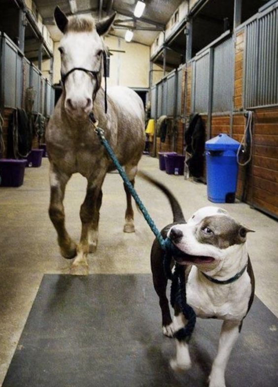 Pitbull walking a horse