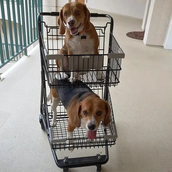 Beagle inside the shopping cart