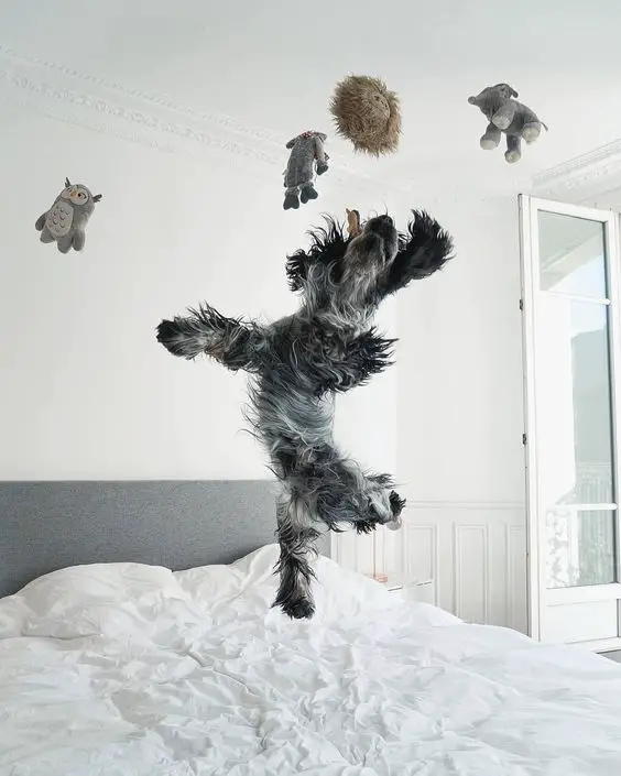 Springer Spaniel jumping on the bed with its toys