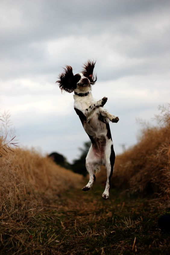 Springer Spaniel jumping in the forest