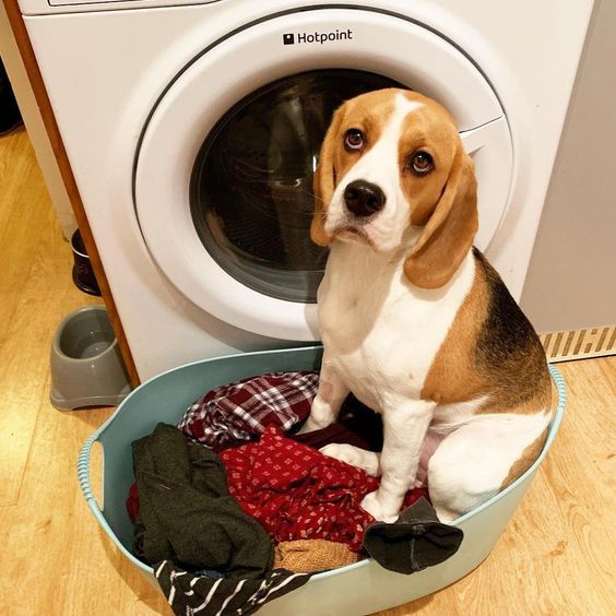 Beagle sitting on top of the laundry basket in front of the washing machine