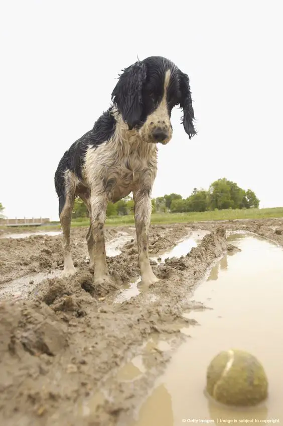 wet Springer Spaniel in the mud while looking at its ball