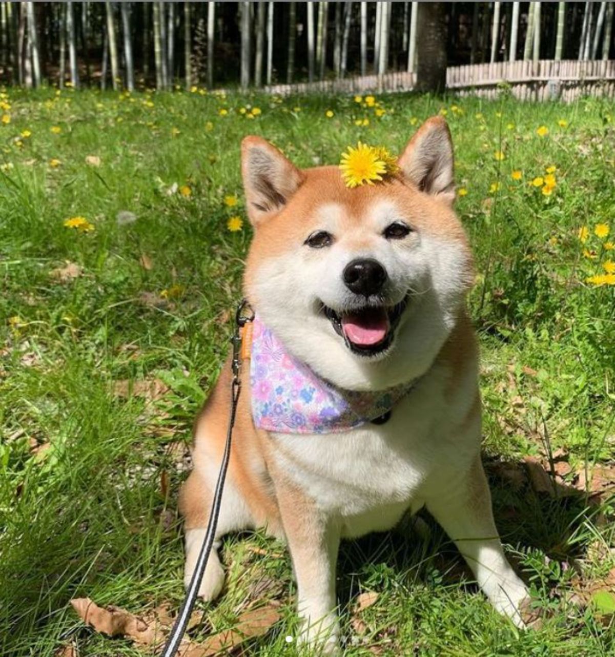 smiling Shiba Inu with a flower on top of its head in the garden