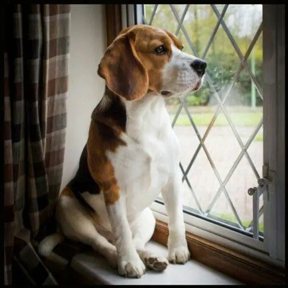 Beagle sitting by the windowsill
