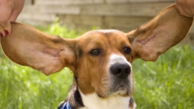 Best Basset Hound in the garden with its ears spread open by a woman