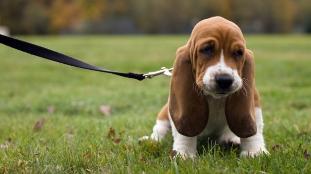 adorable Basset Hound puppy sitting on the green grass
