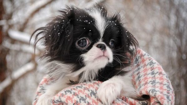 A Japanese Chin wrapped in a blanket in a winter outside