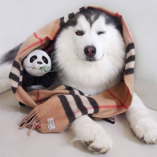 A Siberian Husky with a scarf over his head together with panda stuffed toy