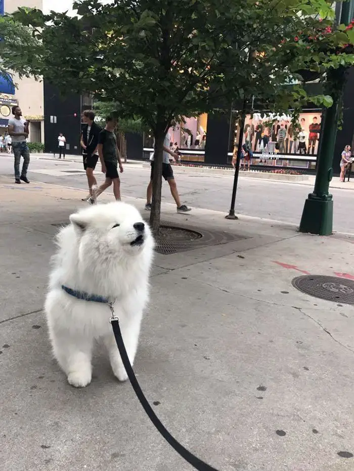 A Samoyed Dog standing on the pavement in the street while howling