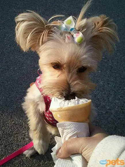 Yorkshire Terrier eating icecream