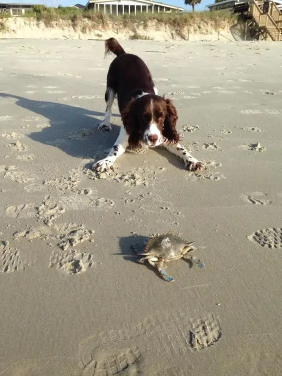 Springer Spaniel playing with a crab at the beach