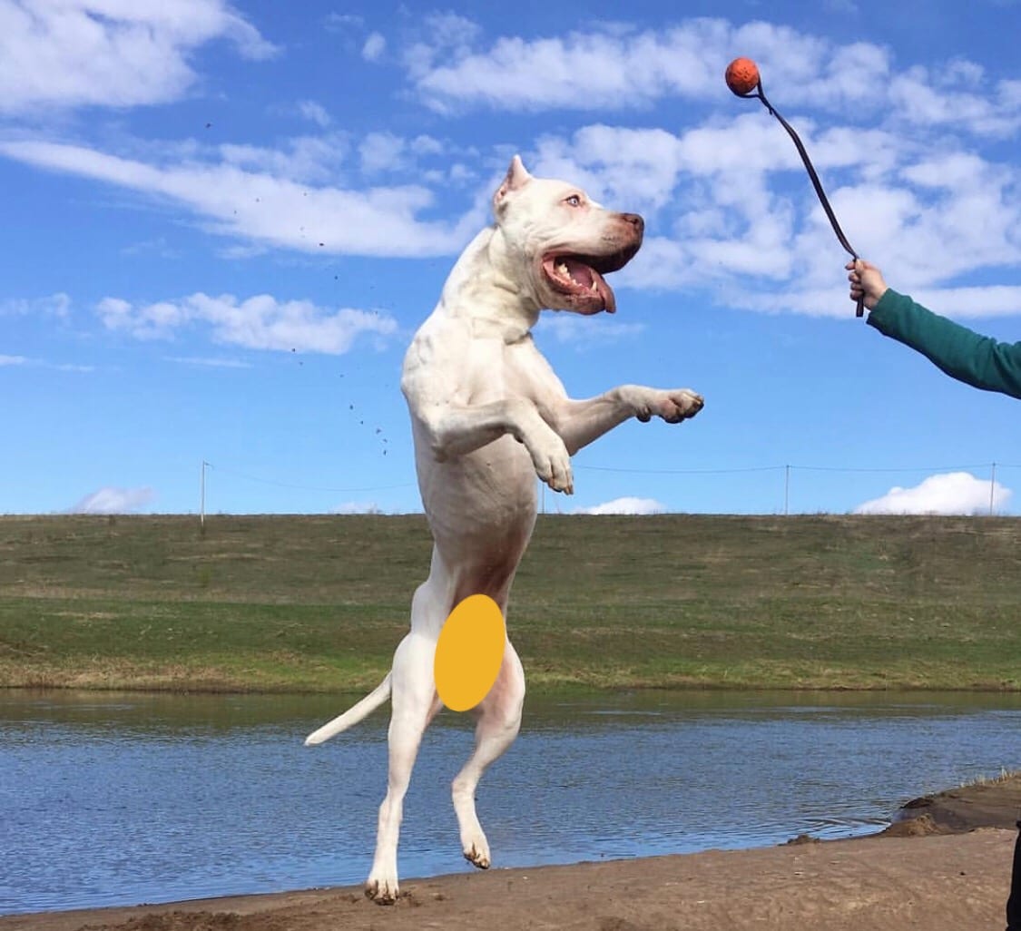 A Pit Bull jumping towards the ball from the stick being held by a person