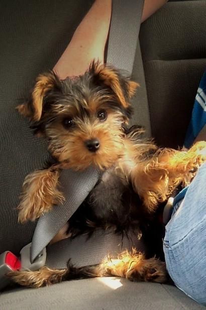 cute Yorkshire Terrier in a car ride