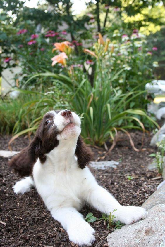 Springer Spaniel puppy lying on the ground in the garden