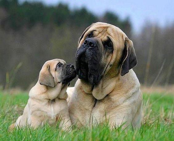 Mastiff adult and puppy lying on the green grass