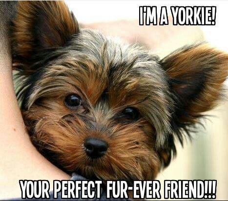 hugging Yorkshire Terrier