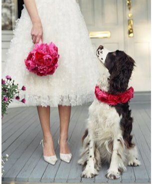 Springer Spaniel sitting on the wooden floor looking up at a lady wearing a white dress and holding a pink boquet of flowers