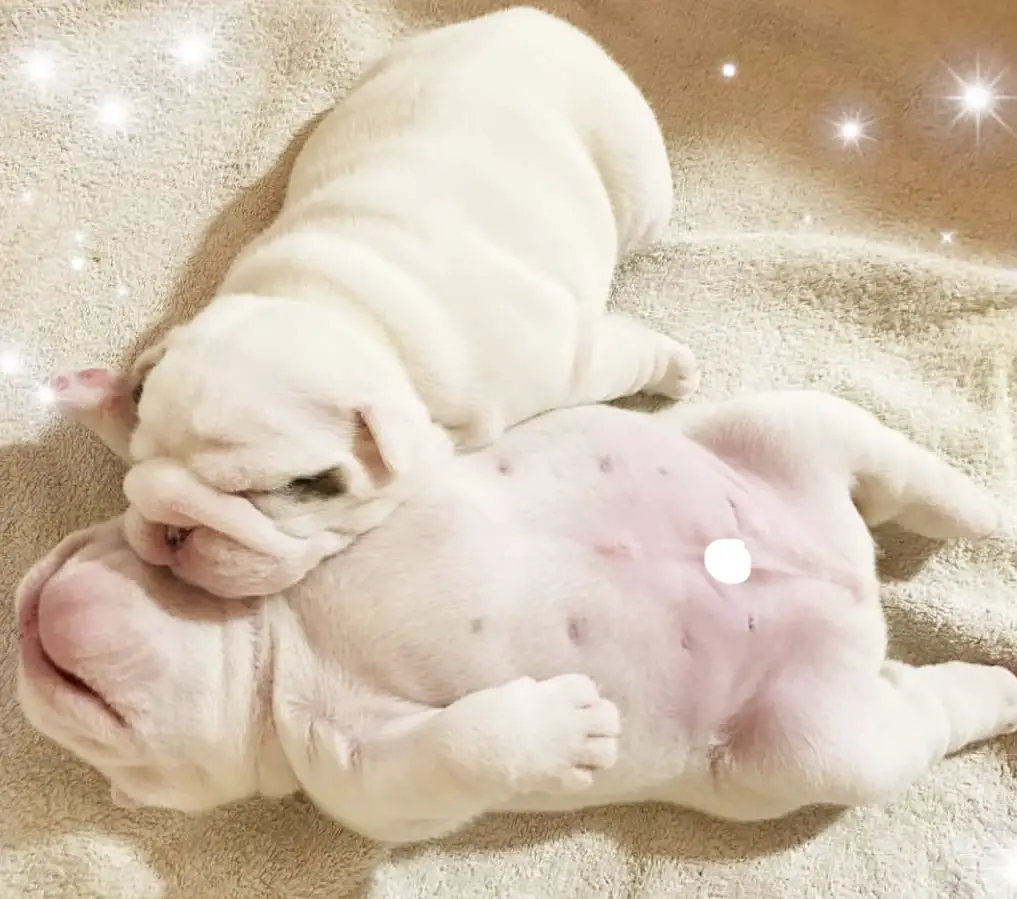 two English Bulldog Puppy soundly sleeping