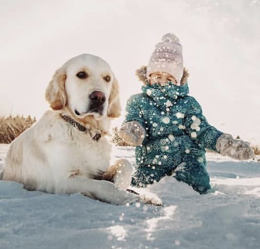 a young kid playing with snow next to a lying down Golden Retriever