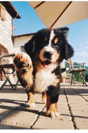 Bernese Mountain puppy walking in the pavement while raising its paw